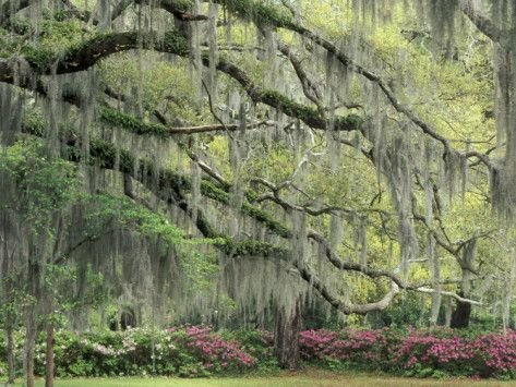 The Ultimate Savannah Wedding Guest Guide: Everything You Need To Know Before You Go